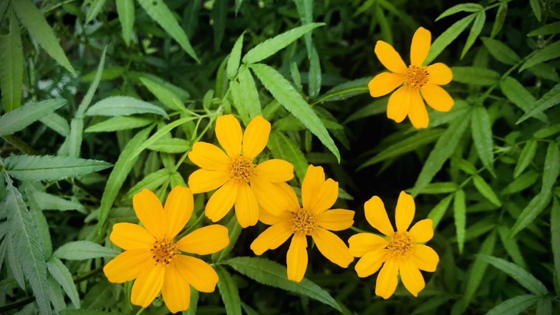 Jardinero maestro del condado de Napa: La maravilla mexicana de los Lemmons | Jardinero maestro Jardinero maestro del condado de Napa: La maravilla mexicana de los Lemmons | Jardinero maestro