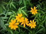Master Gardener of Napa County: The Lemmons' Mexican marigold