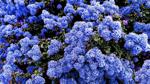 Master Gardeners of Napa County: Native Ceanothus is ideal for Napa County