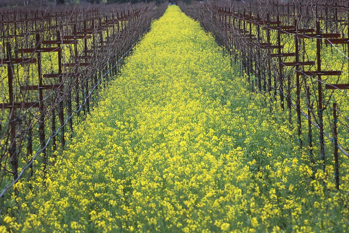 Vineyard Mustard