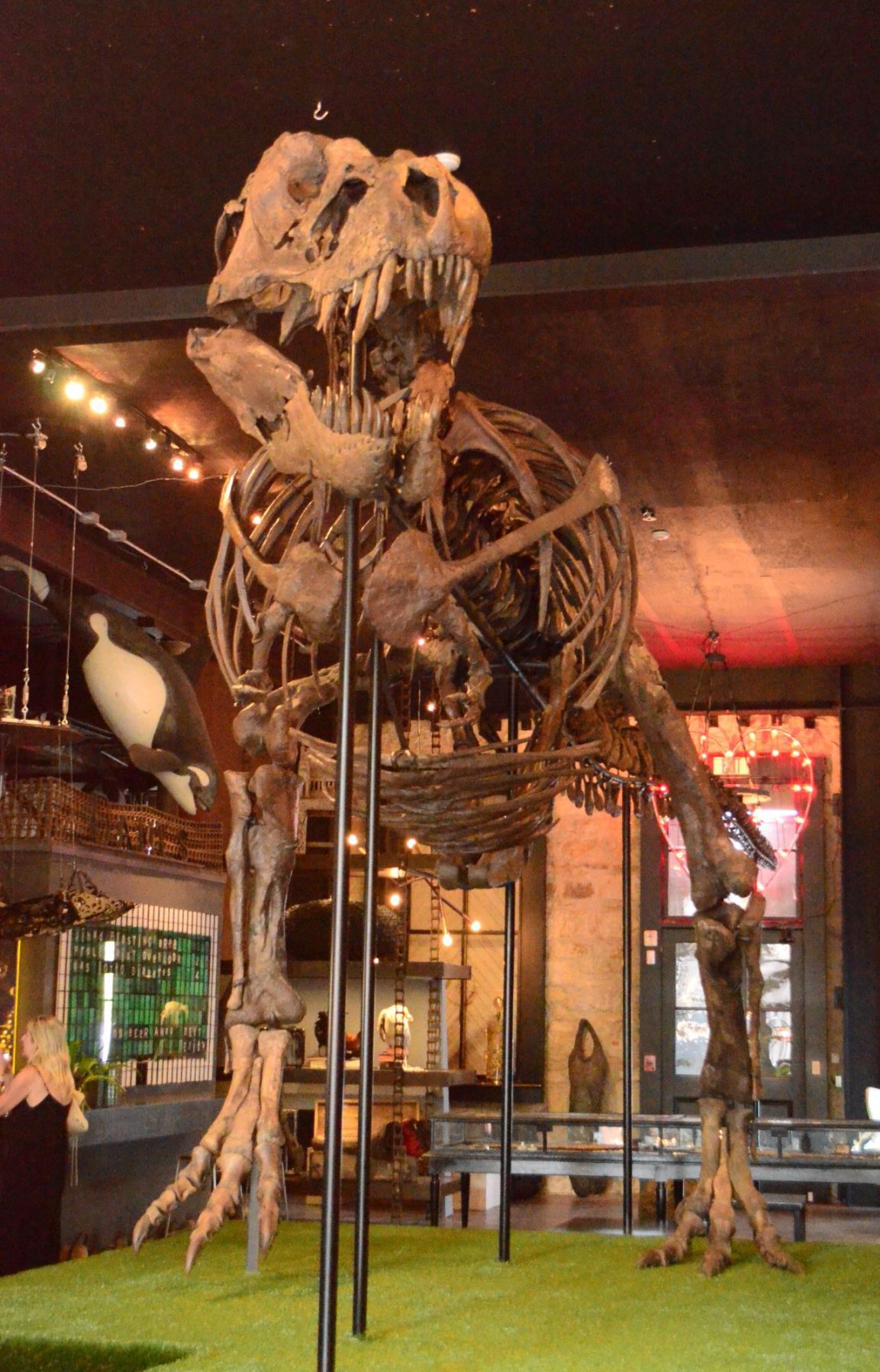 dinosaur skeleton display