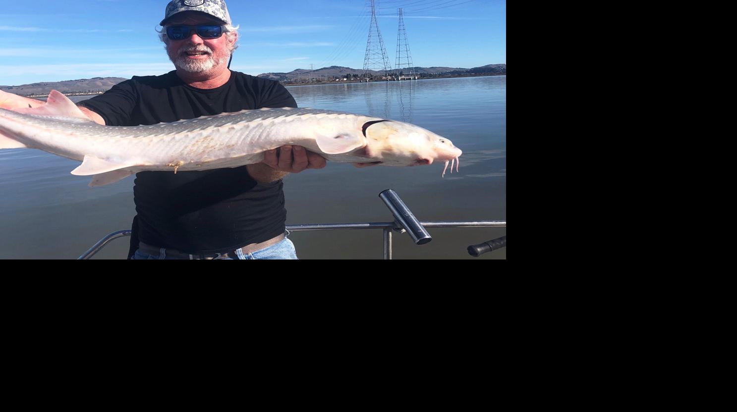 Napa Valley Fishing Report Catching Sturgeon A Study In Patience