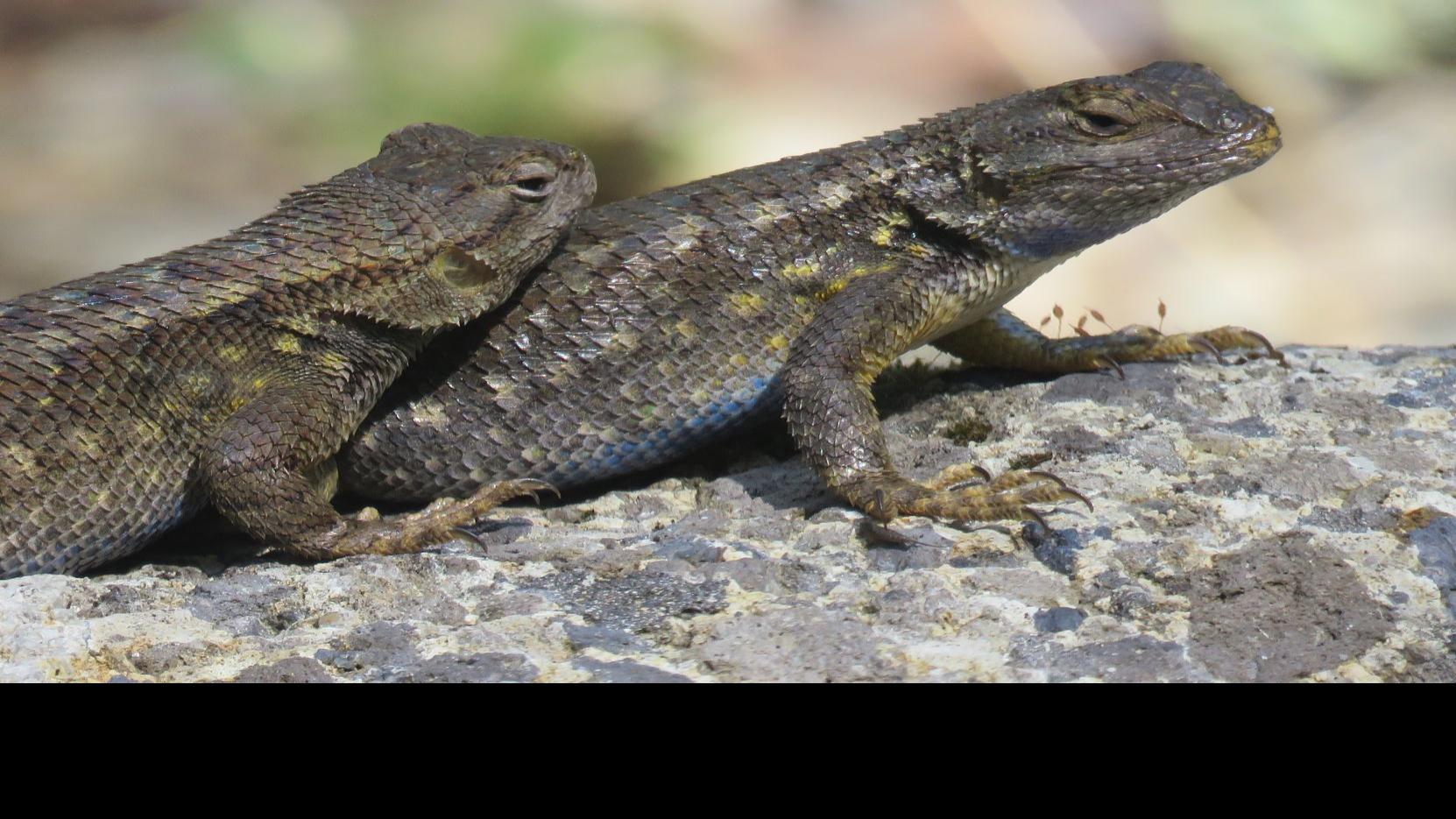 Napa County S Living Landscape Lizard Antics In The Spring Lifestyles Napavalleyregister Com