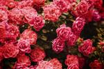 Napa County Master Gardeners: Its time to think about roses