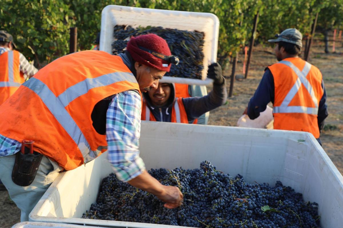 Cool Weather Slows Down Grape Picking Wine Napavalleyregister Com