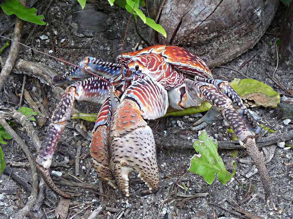 Scientists discover the remarkable strength of coconut crab's claws