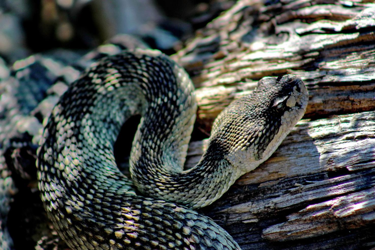 A ‘bumper year’ for rattlesnakes in Napa County | Business