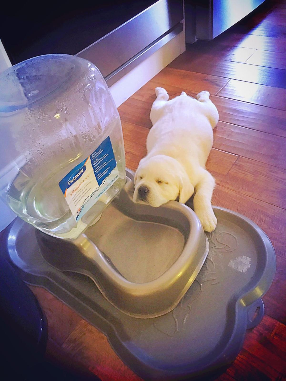 From Our Readers Dogs Of Napa County Pets Napavalleyregister Com