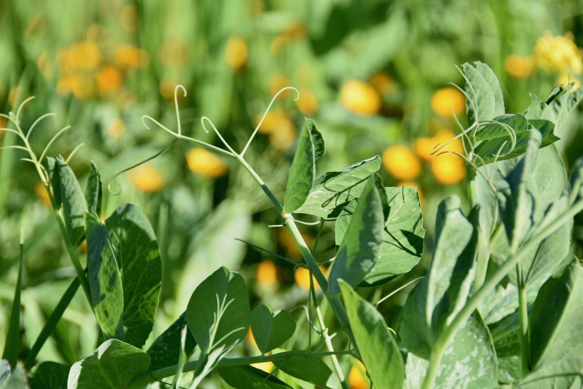 Spottswoode cover crop