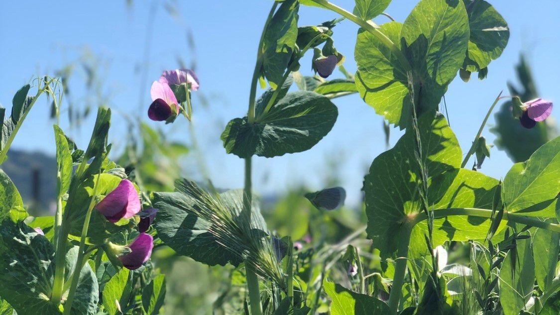 Purple legumes as cover crop in vineyards