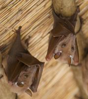 Master Gardeners of Napa County: The bats in my attic