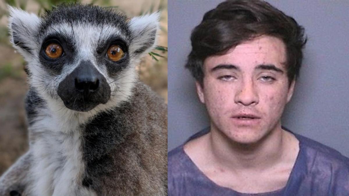 CALIF-LEMUR