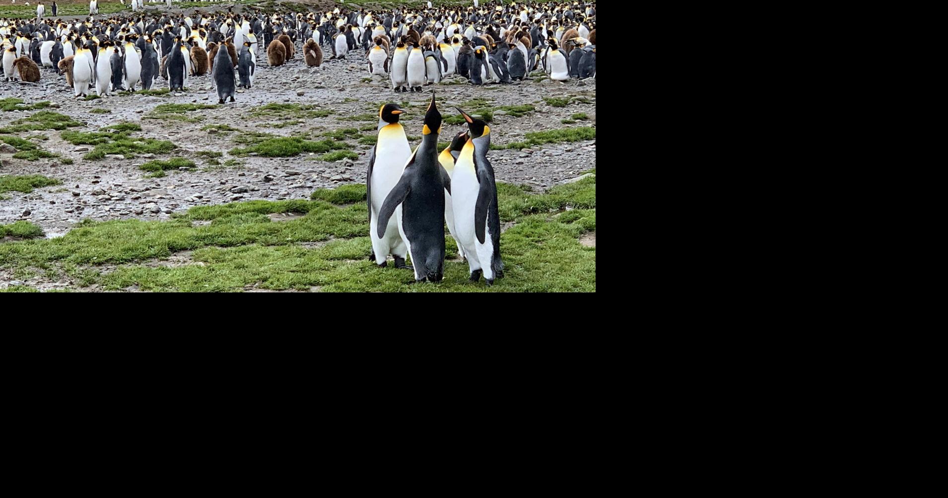 Travel: Penguins and elephant seals star on an expedition to