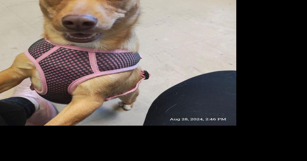 Adopt Wanda at We Care in St. Helena