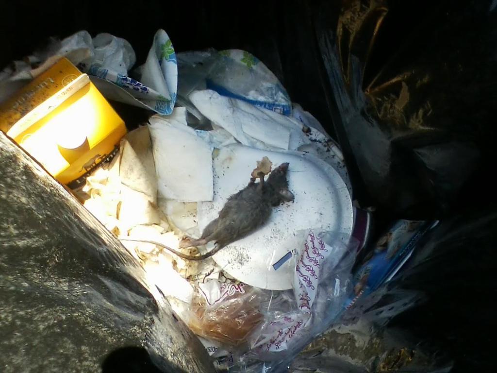 Are We Poisoning Our Pets Napan Warns Of The Dangers Of Rat