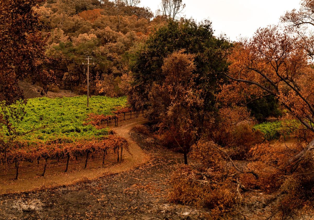 Vineyard fire Napa