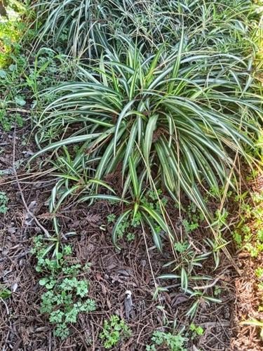 Napa County Master Gardeners: Spider plant basics | Home & Gardening |  napavalleyregister.com