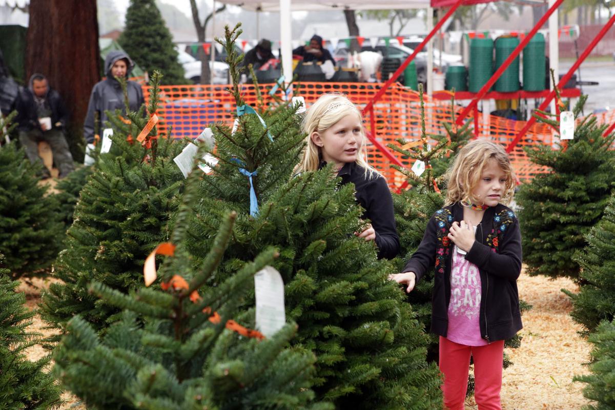 Christmas Tree Sales In Napa Christmas Tree Sales In Napa