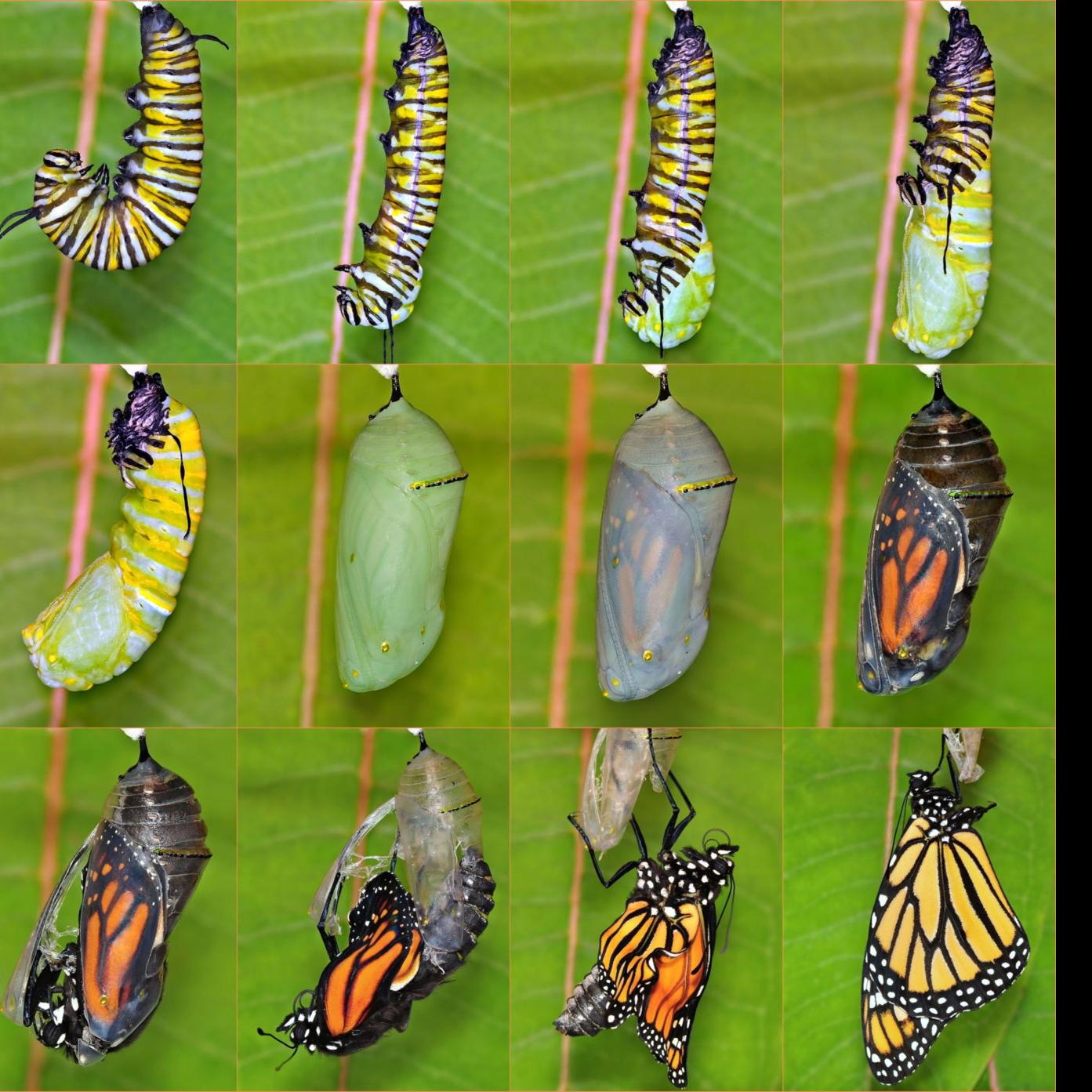 Metamorphoses The Life Cycles Of Butterflies Bugs And Bees Master Gardener Napavalleyregister Com