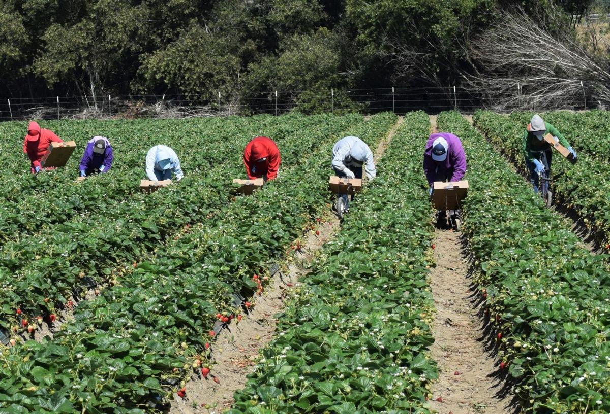 Thomas D Elias Who Will March For The Farmworkers Columnists Napavalleyregister Com