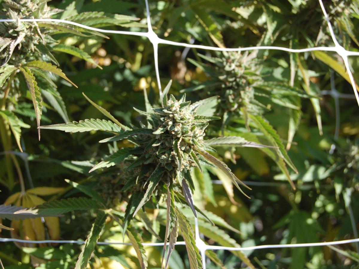 Fume Lake County cannabis (copy)