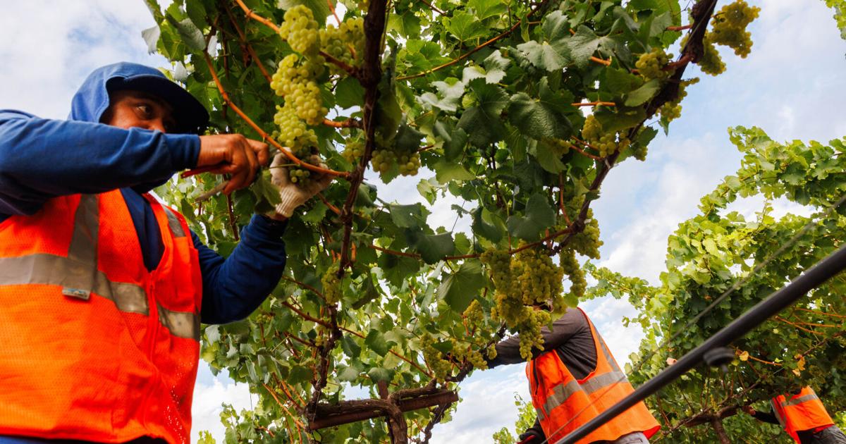 Napa Valley harvest report: Growers report light crop