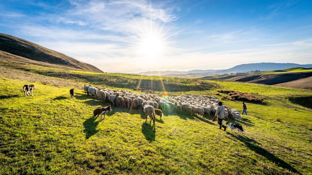 The Napa Valley Lamb Co. keeps the valley's vineyards in shape Home