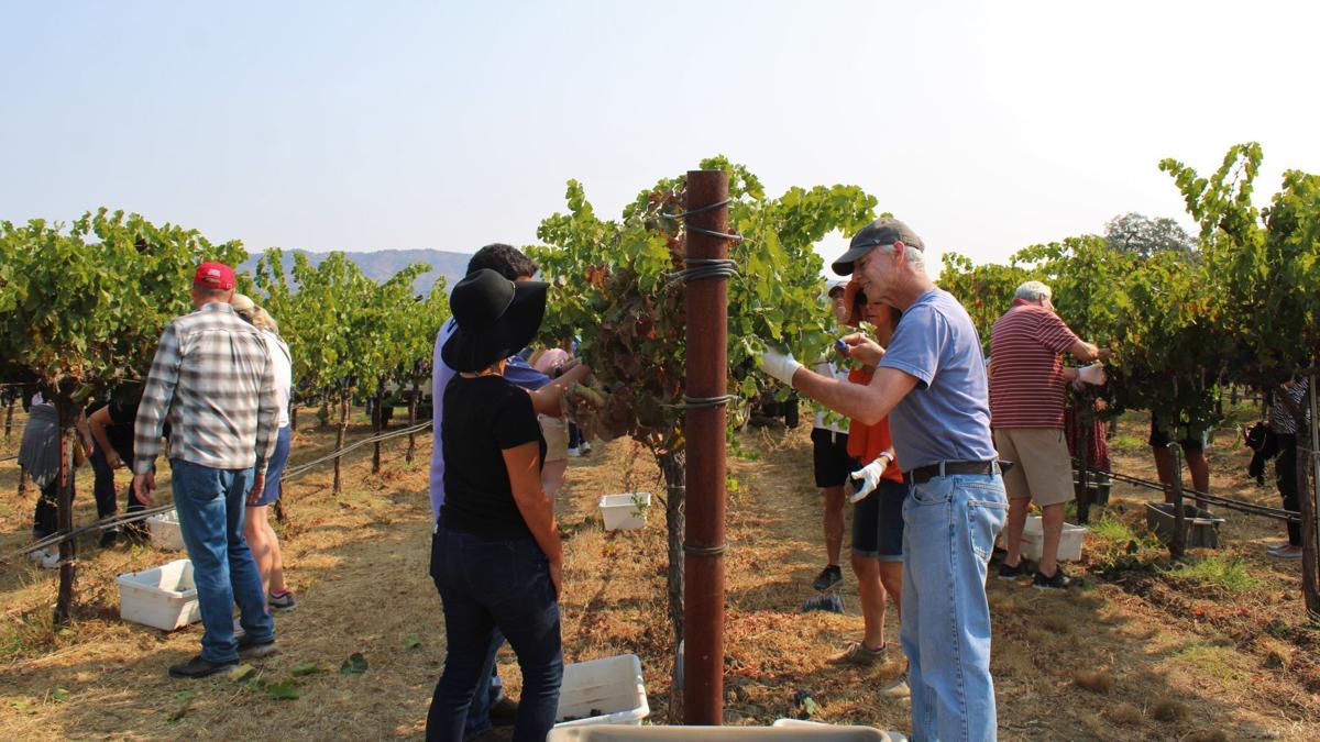 Hands on Harvest - Picking