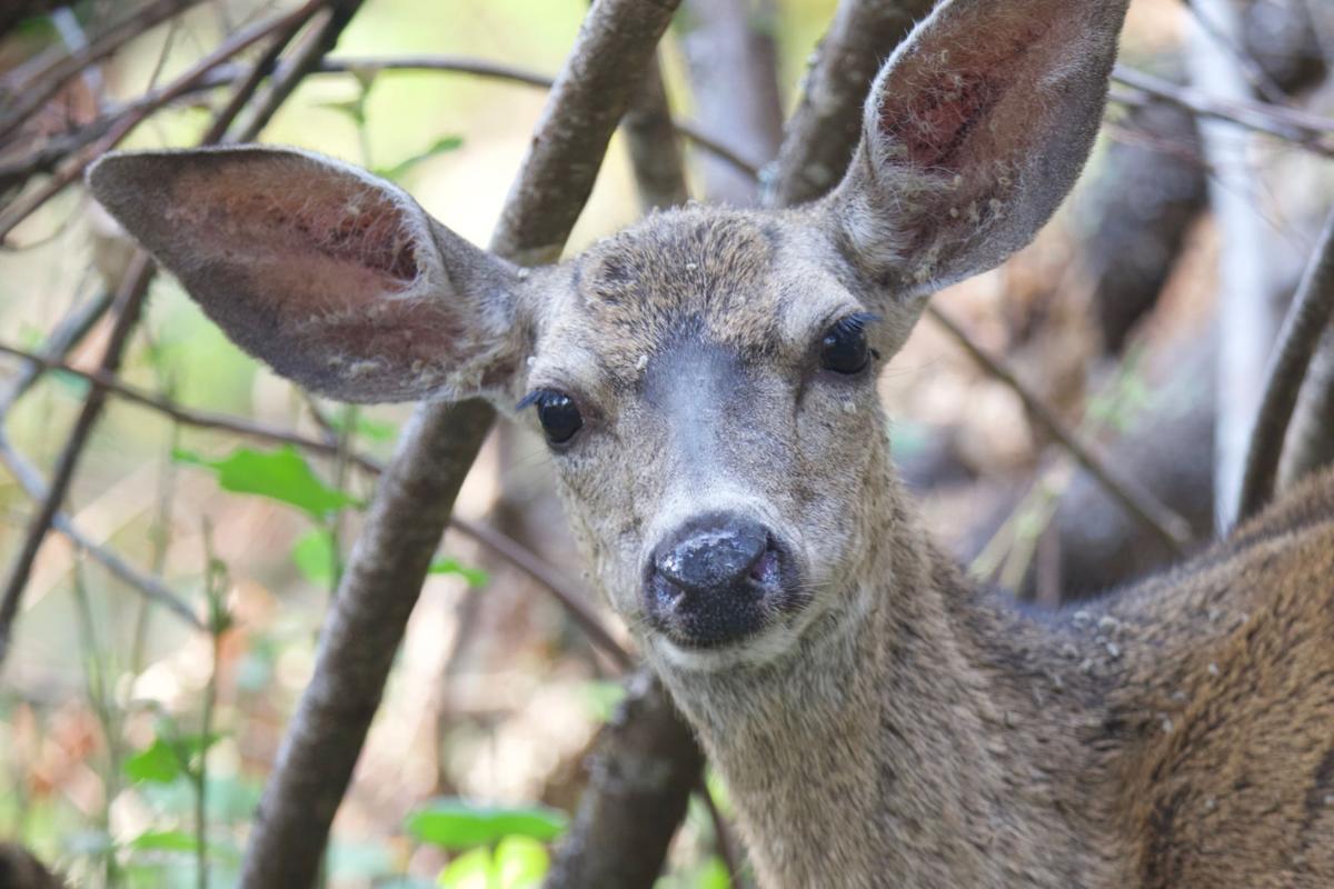 California deer