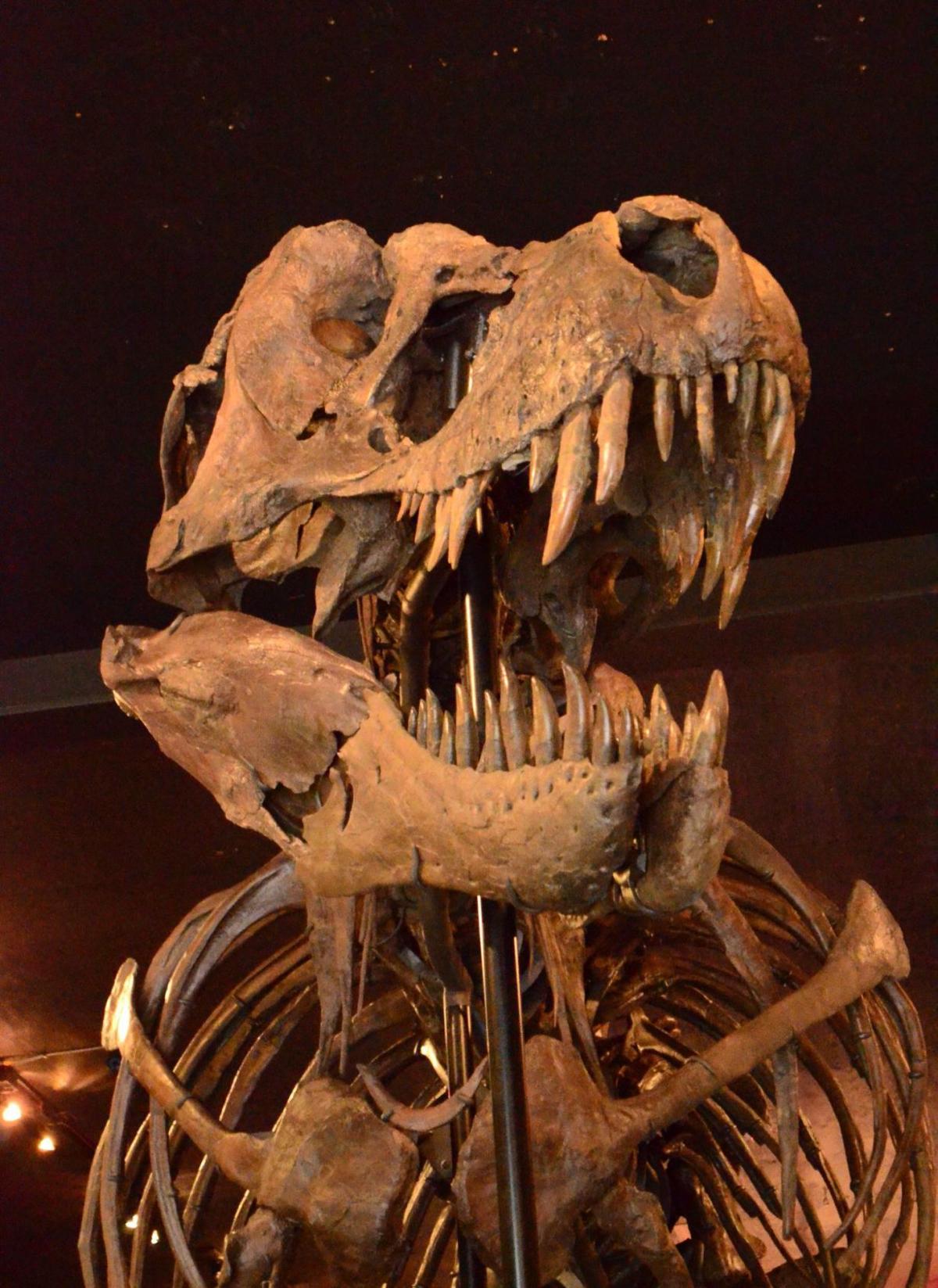 t rex skeletons on display