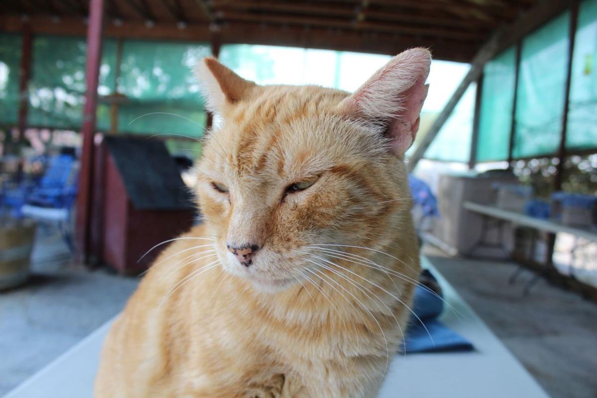 Cats Available For Adoption At We Care Animal Rescue St Helena