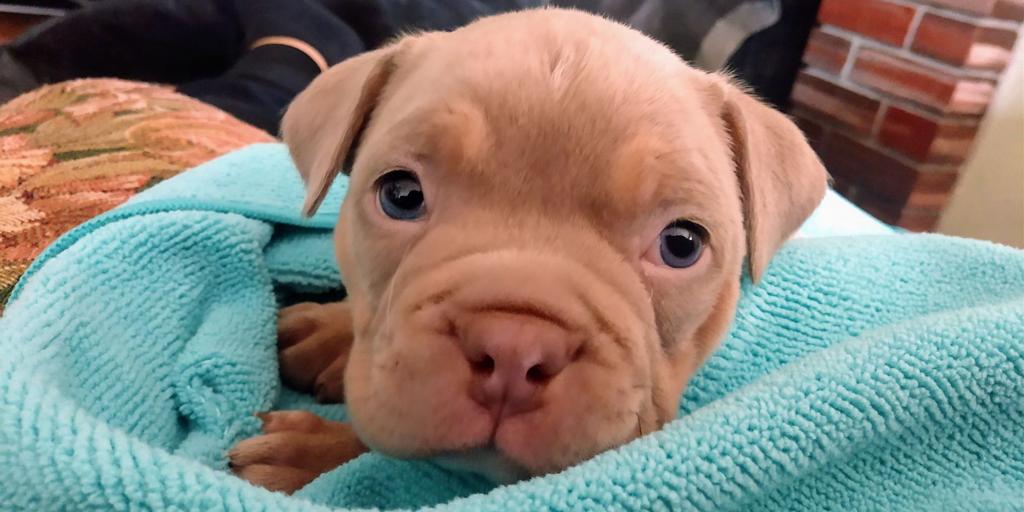 From Our Readers Puppies Of Napa County Lifestyles