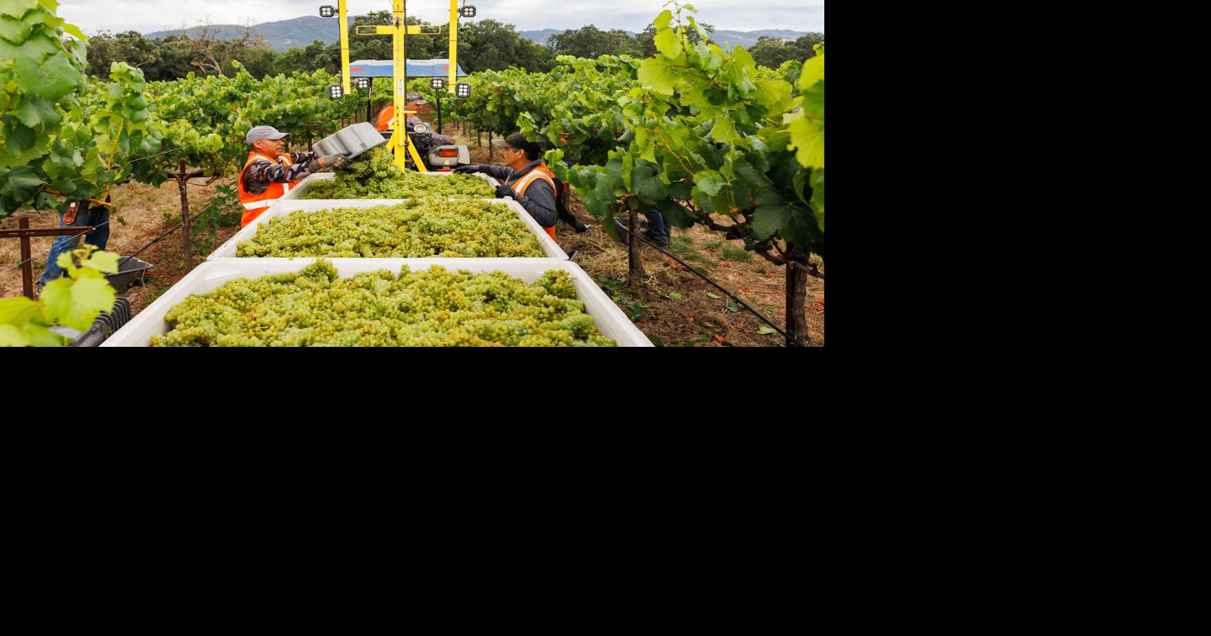 Napa County supervisors eye possible wine country regulatory changes