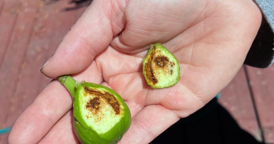 Bill Pramuk, Trees and People in Napa Valley: Invasive pest ruining figs