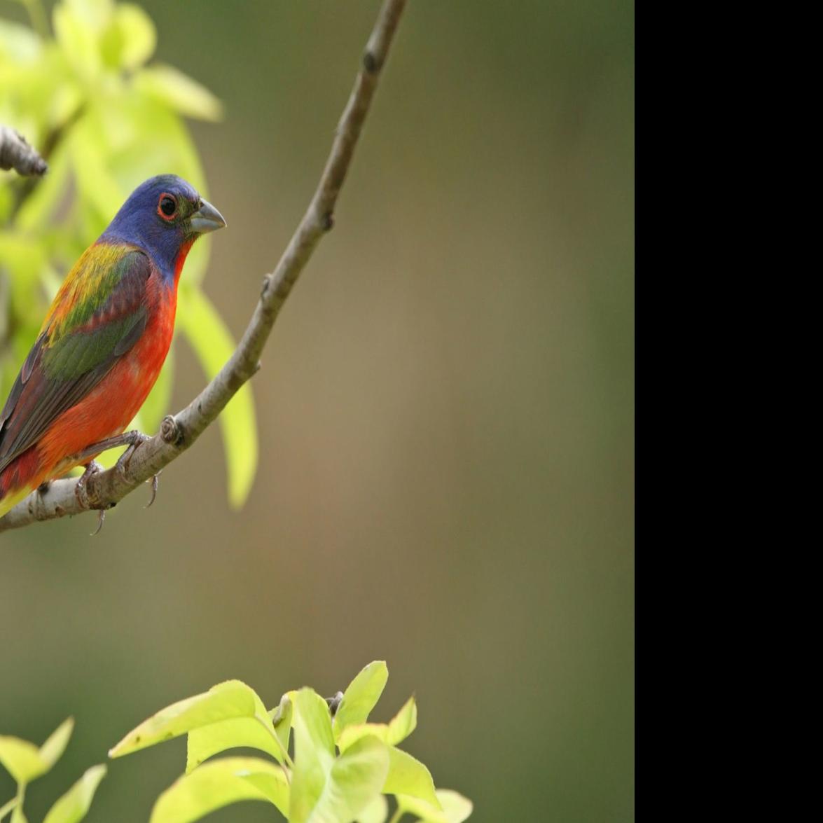 Bel Canto Napa Valley College present a benefit for Napa Wildlife