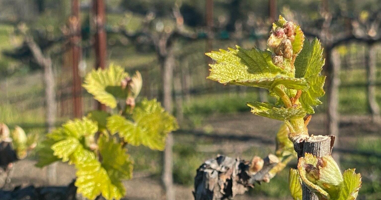 Caring for a home vineyard in Napa County - Vimarsana News
