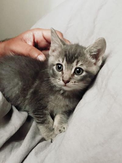 Adopt a Pet | Mr. Pearl