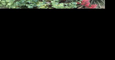 Napa County Master Gardeners: Echium an option for your garden - Vimarsana News