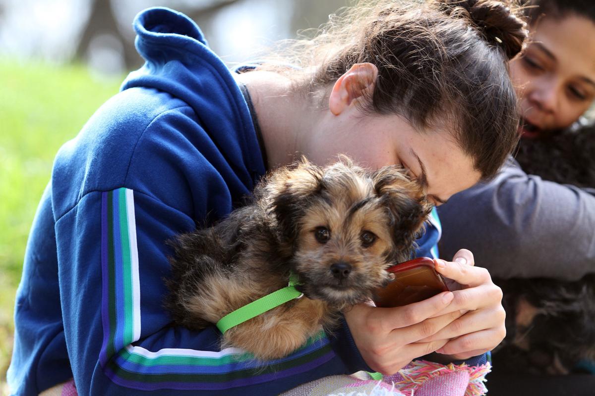 Donation funds free shots microchips at clinic for Napa Valley