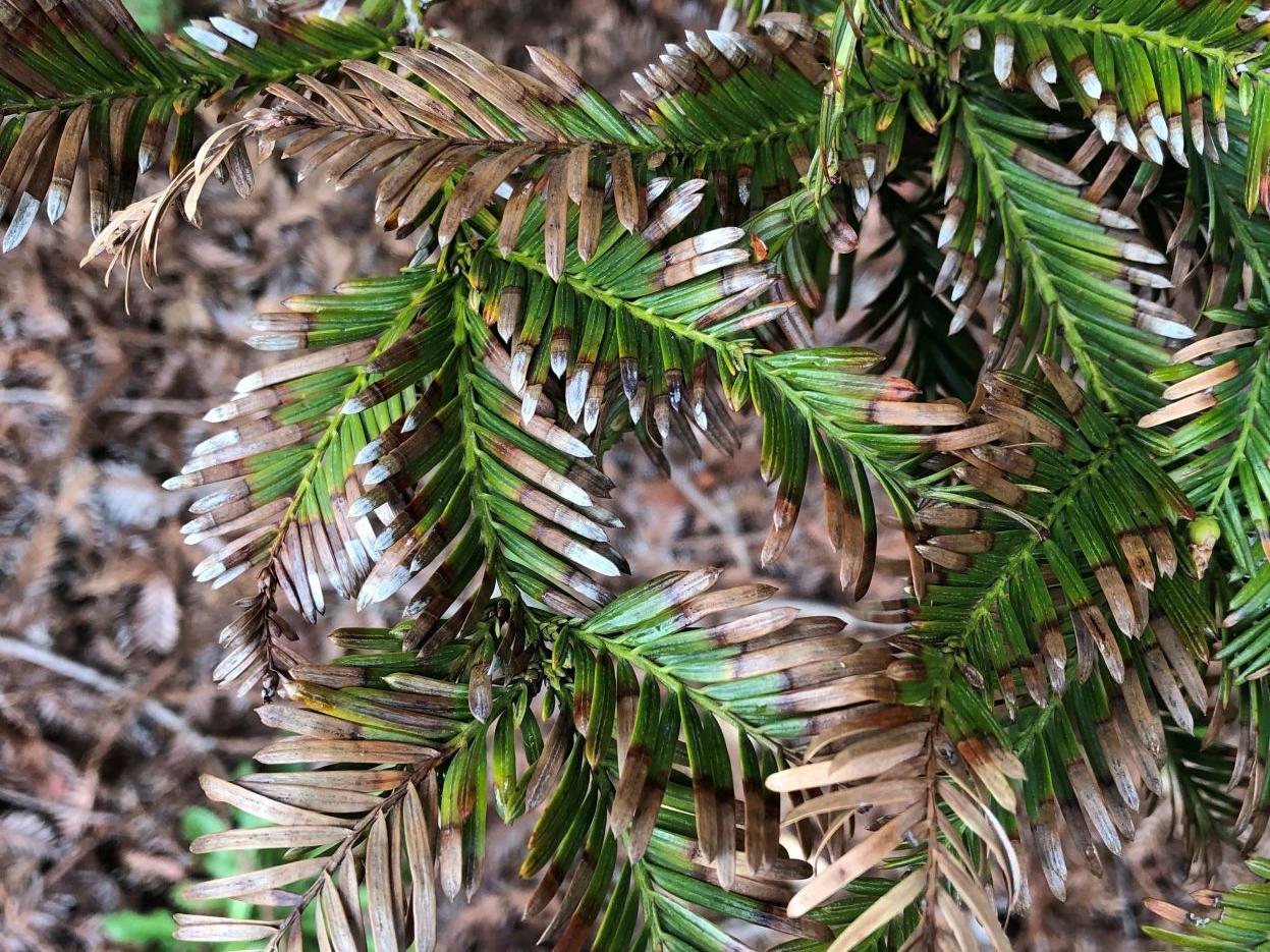 Bill Pramuk Trees And People A Coastal Redwood Health Problem Bill Pramuk Napavalleyregister Com Bill Pramuk Trees And People A Coastal Redwood Health Problem Bill Pramuk Napavalleyregister Com