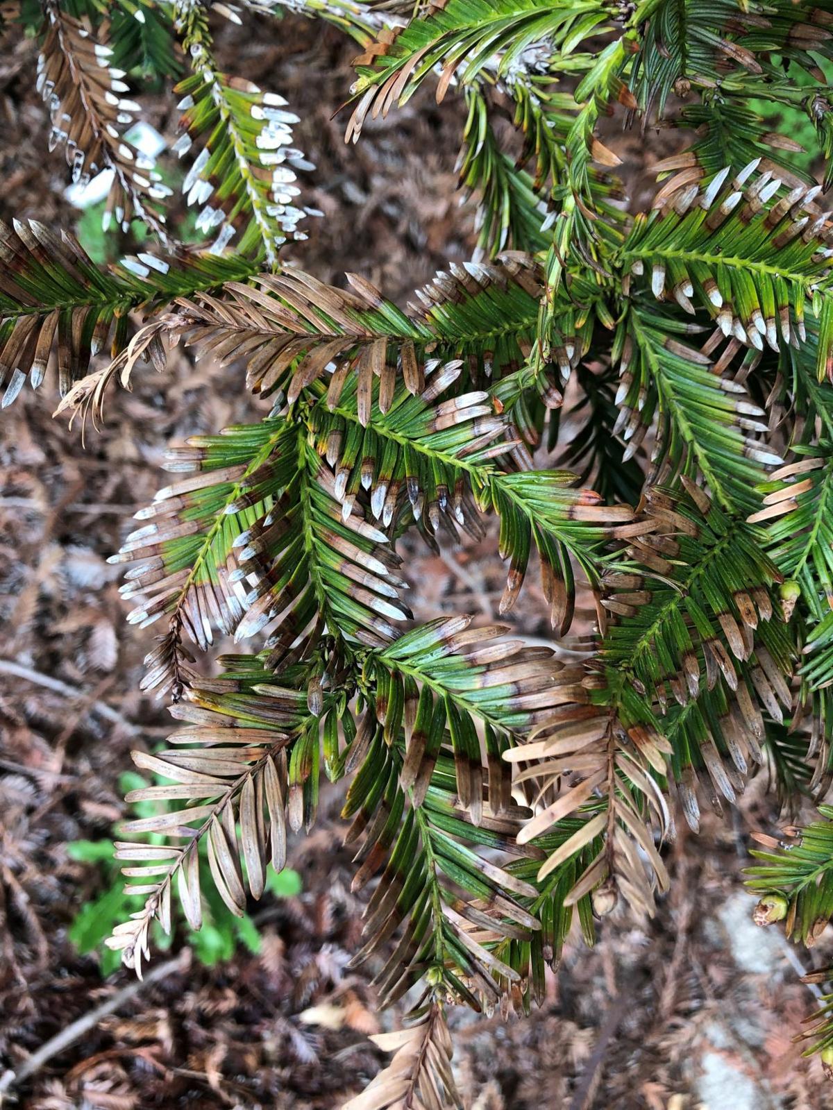 Bill Pramuk Trees And People A Coastal Redwood Health Problem Bill Pramuk Napavalleyregister Com