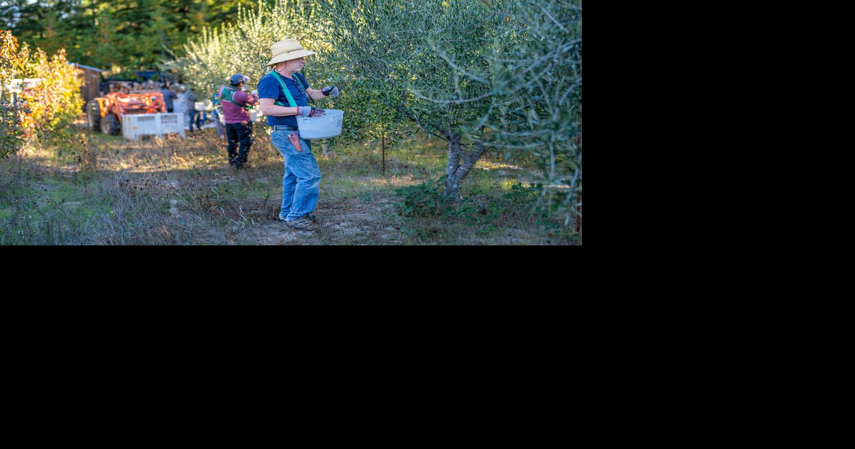 Stephen Singer bucks the wine trends | | napavalleyregister.com