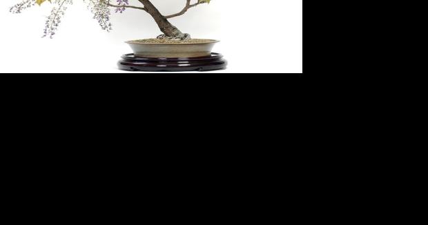 The beauty of bonsai - Vimarsana News