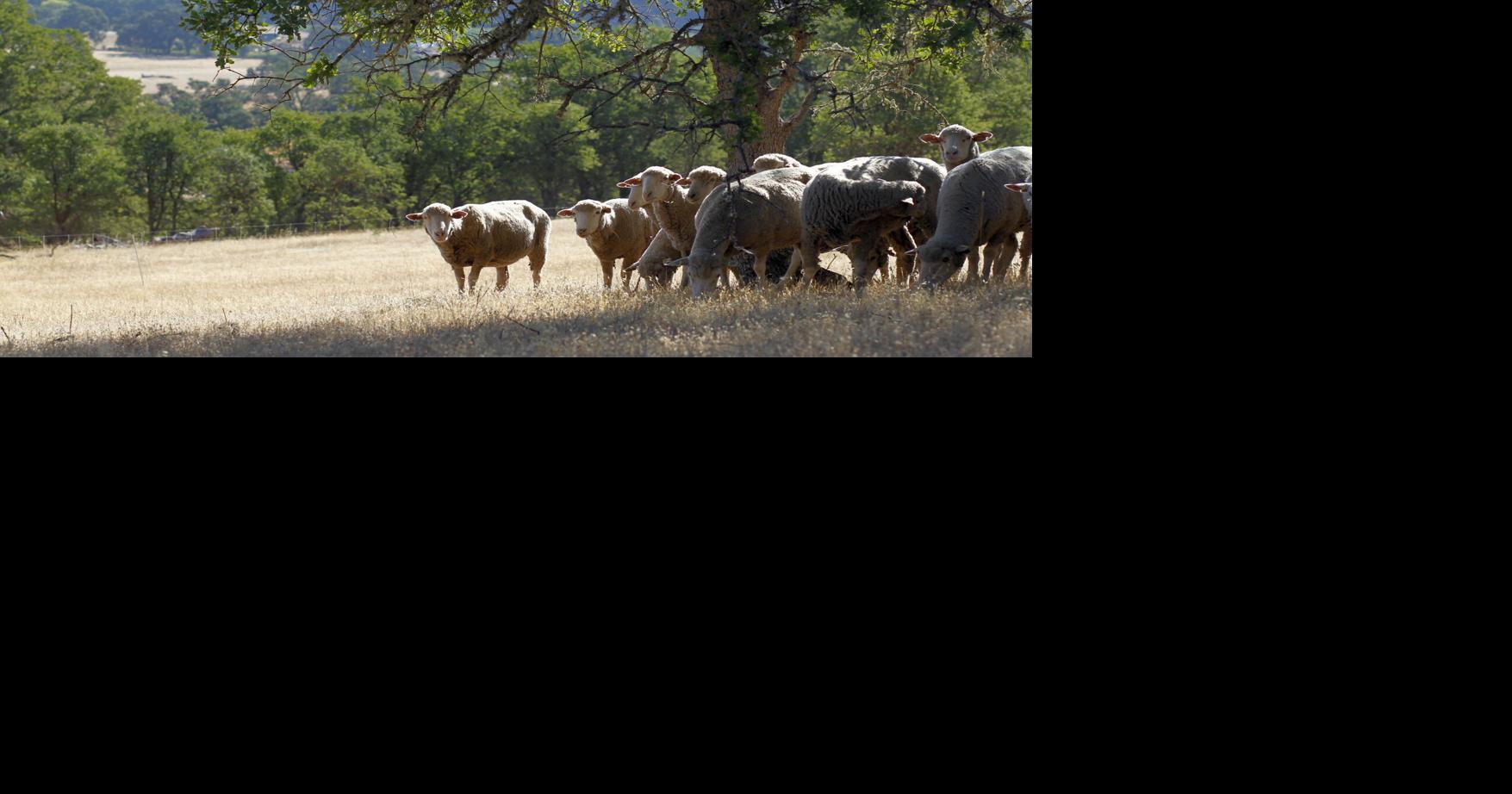 Napa Land Trust helps with grazing research | News | napavalleyregister.com