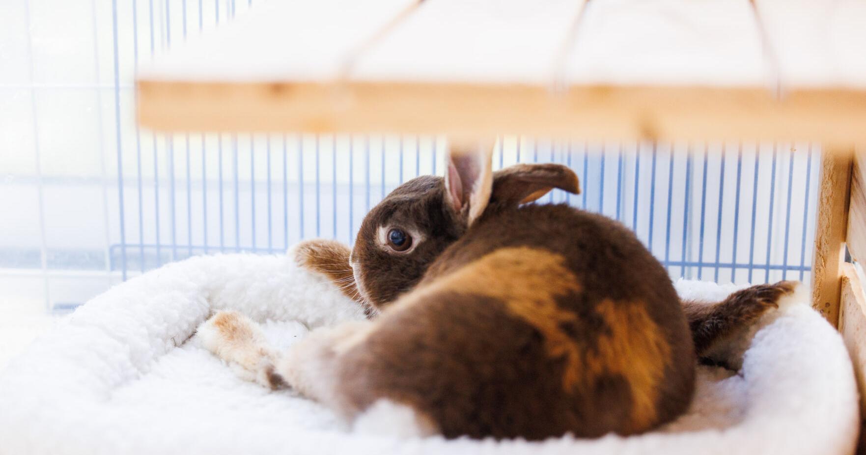 Napa Bunnies: a rabbit rescue with an educational focus - Vimarsana News