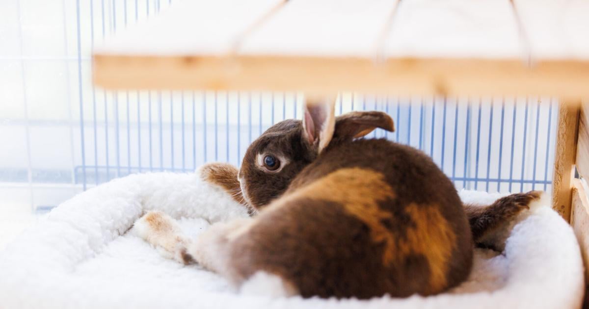 a rabbit rescue with an educational focus