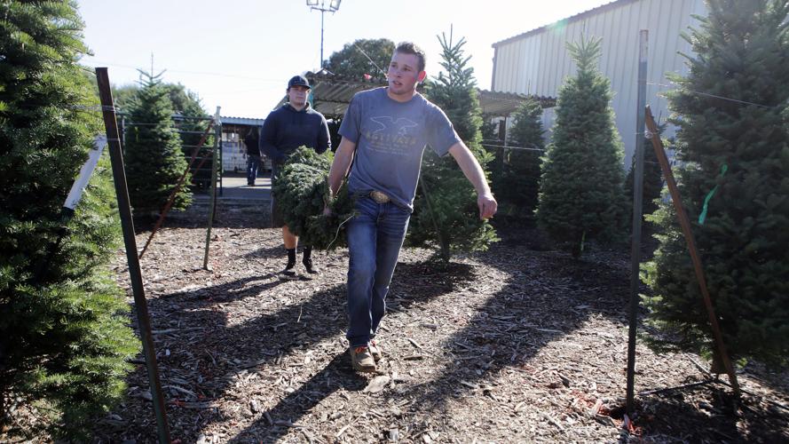 Supplies tight, but Christmas tree lots open in Napa County