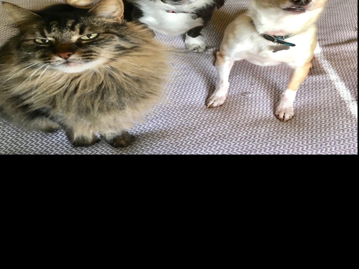 Happy Tails Photos Of Napa County S Most Loved Pets Pets Napavalleyregister Com