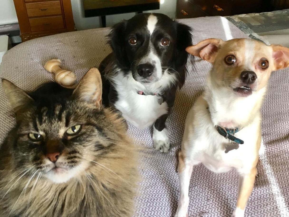 Happy Tails Photos Of Napa County S Most Loved Pets Pets Napavalleyregister Com