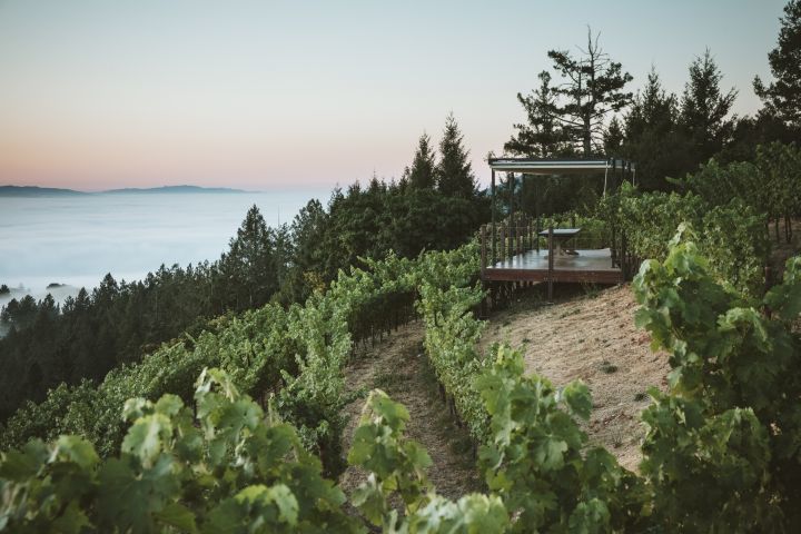 Newton Vineyard celebrates 40th vintage | Wine